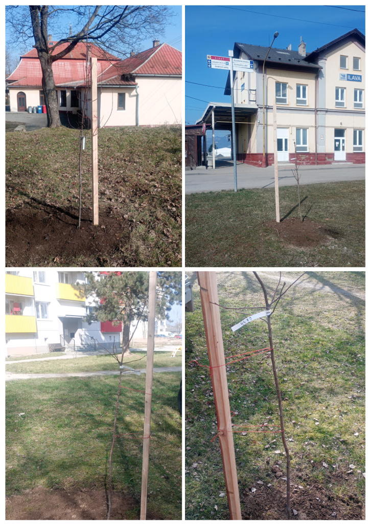 výsadba