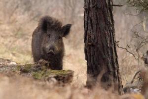 Mimoriadne veterinárne opatrenia v súvislosti s morom ošípaných  1